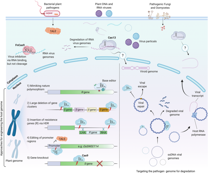 CRISPR抗病策略示意图