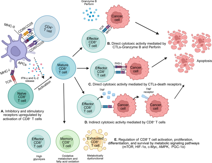 CD8+ T细胞肿瘤杀伤机制