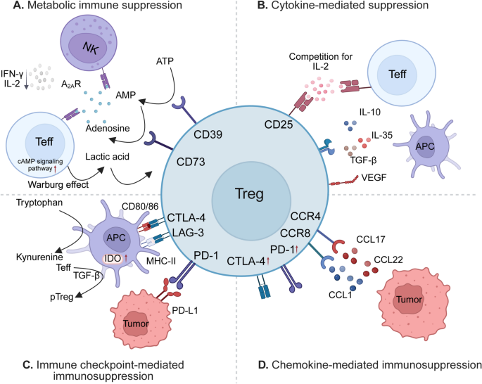 Treg免疫抑制机制