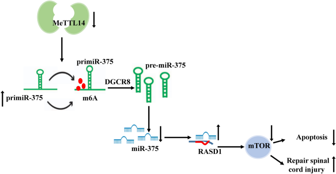 Mettl14介导的m6A修饰通过调控pri-mir-375向miR-375的转化调节脊髓损伤修复中的神经元凋亡-文献解析