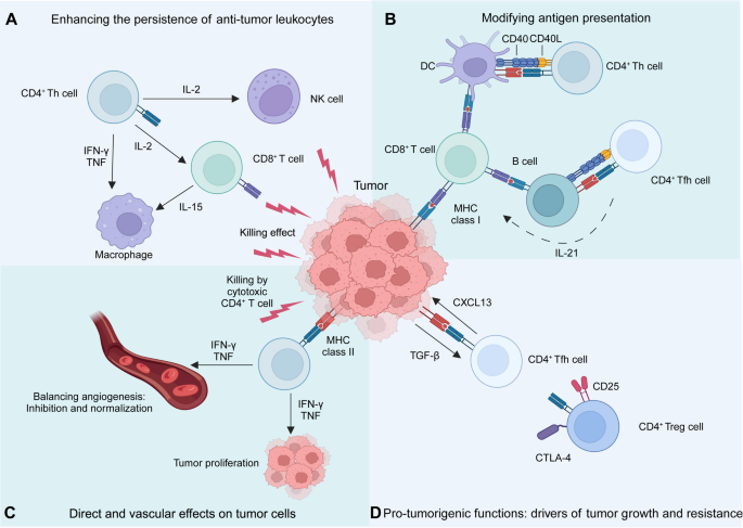CD4+ T细胞肿瘤作用