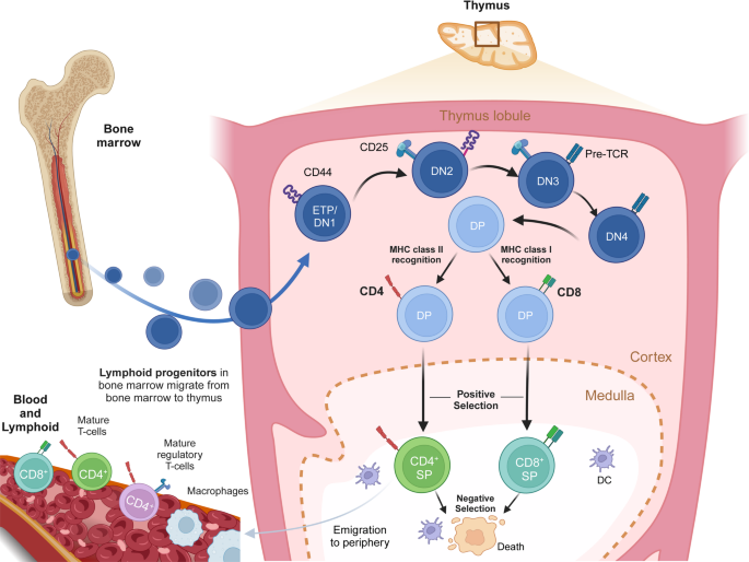 T细胞胸腺发育示意图