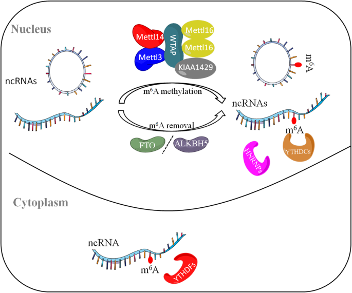 非编码RNA中m6A修饰的可逆过程