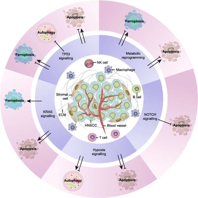 图2：HNSCC中RCD通路的调控