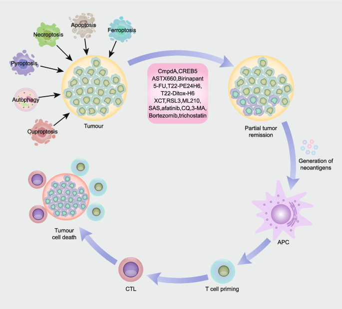 图4：治疗诱导RCD的抗肿瘤免疫反应
