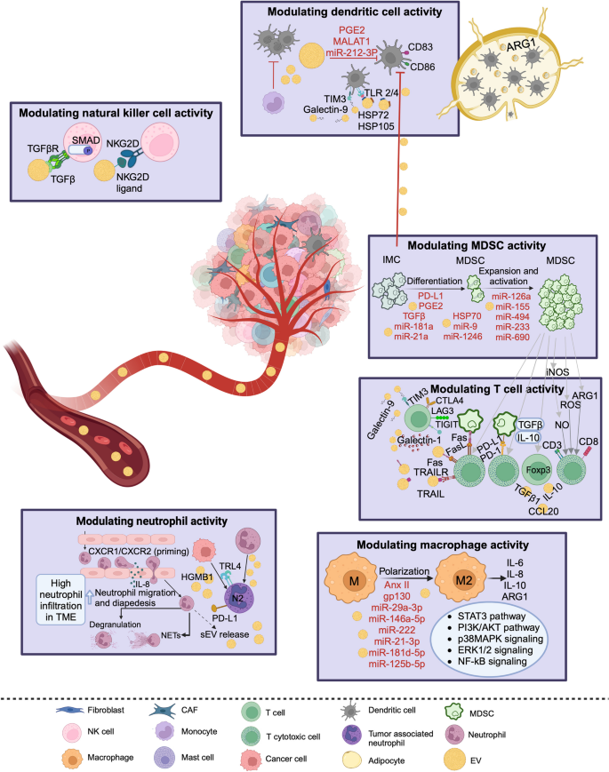 EVs调控免疫反应的机制