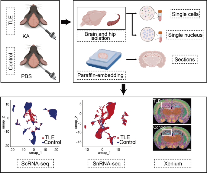figure 1 研究流程图