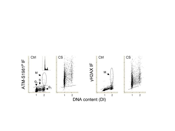 图1 烟草烟雾诱导A549细胞中ATM-S1981P和γH2AX的表达(DNA含量与荧光强度的双变量分布)