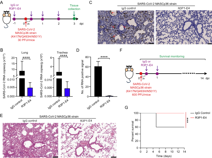 R3P1-E4体内抗病毒效果