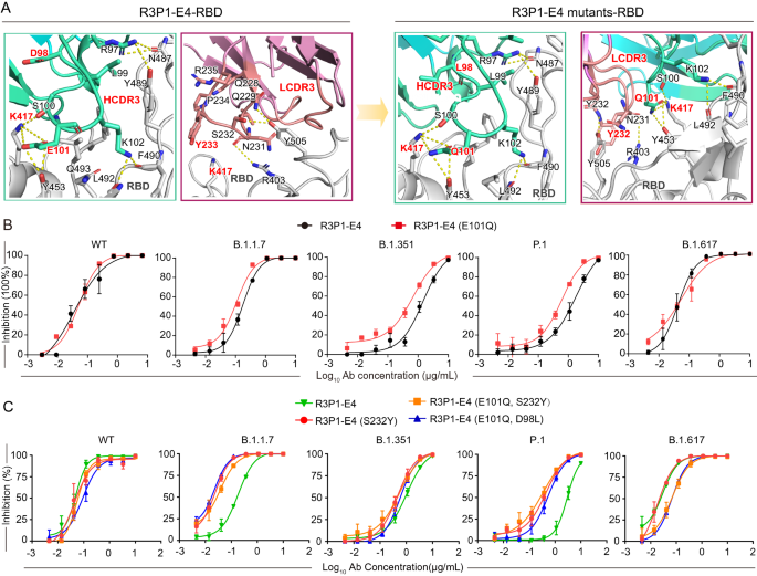 工程化抗体的中和活性验证