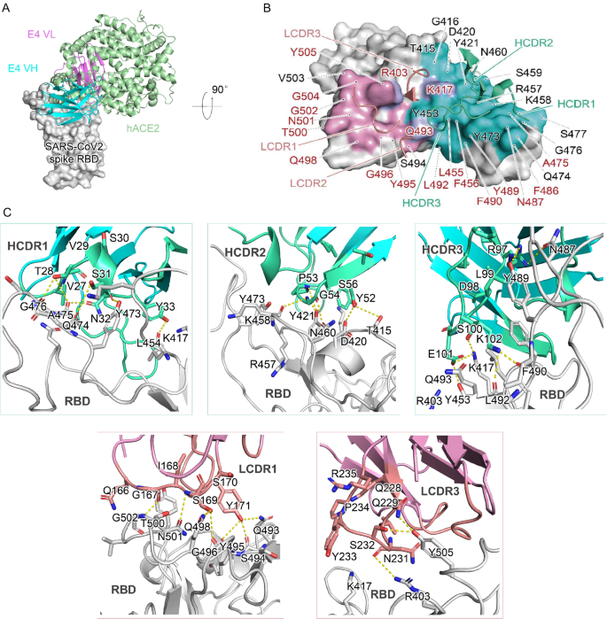 R3P1-E4与RBD复合物结构