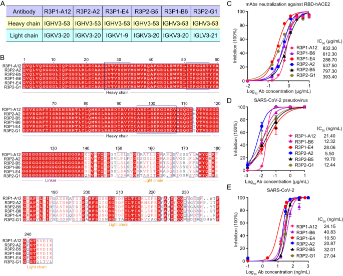 抗体序列分析与中和活性验证