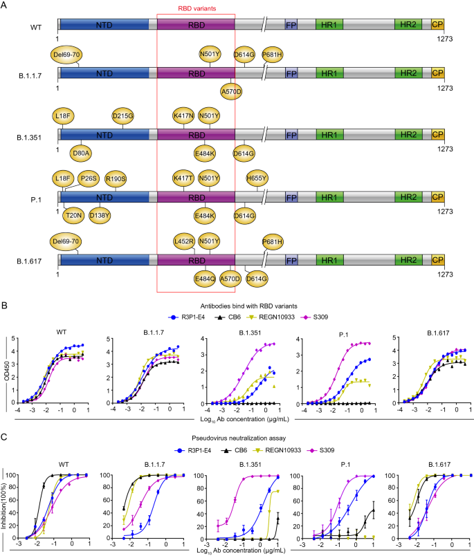 R3P1-E4对变异株的活性评估
