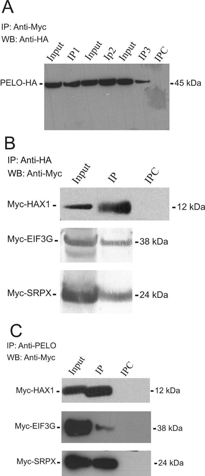 共免疫沉淀验证相互作用