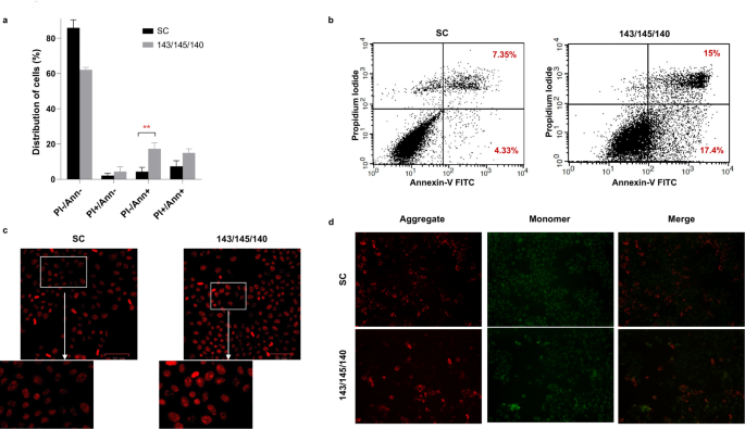 图5 3-miRNA对细胞凋亡的影响