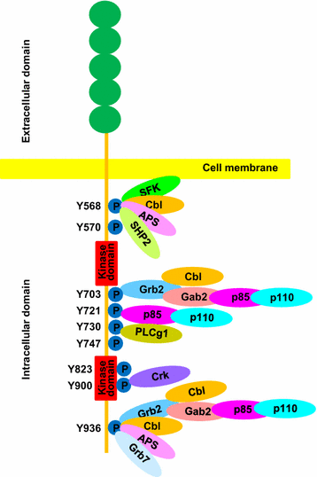 野生型KIT的酪氨酸磷酸化位点及下游信号通路