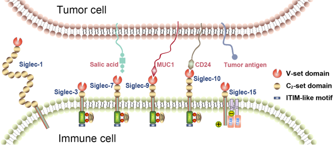Siglec家族成员的结构示意图