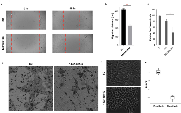 图6 3-miRNA对细胞迁移与侵袭的影响