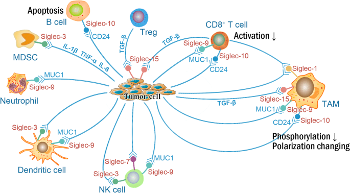 Siglec家族在肿瘤微环境中的功能示意图