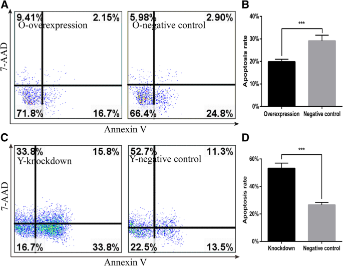 图6 Cited2对CSCs凋亡的影响