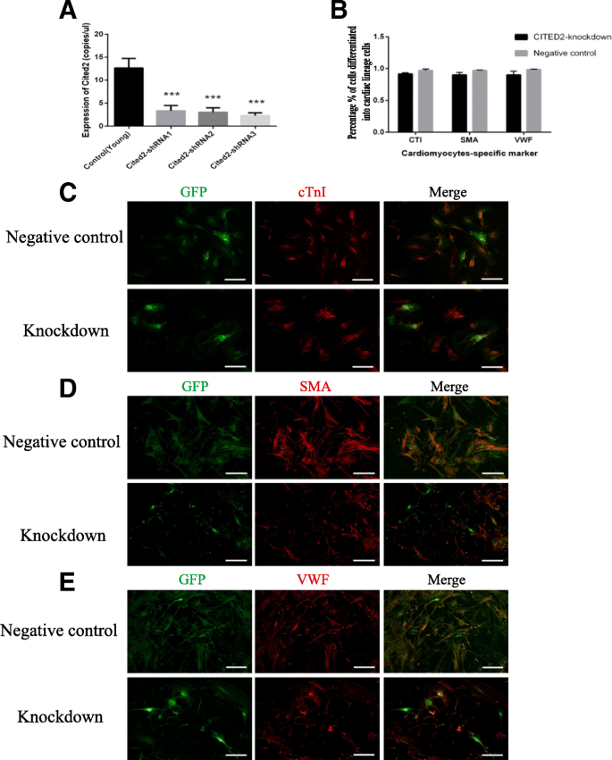 图3 Y-CSCs敲低Cited2对分化能力的影响