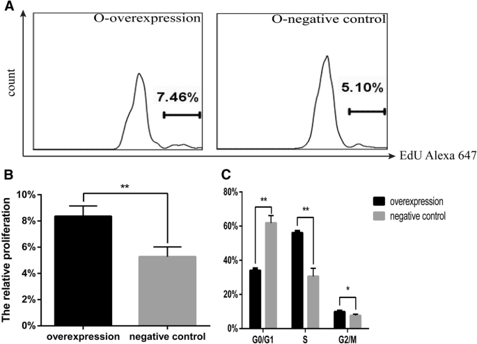 图4 O-CSCs过表达Cited2对增殖与细胞周期的影响