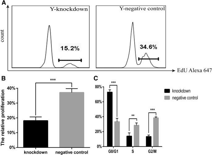 图5 Y-CSCs敲低Cited2对增殖与细胞周期的影响