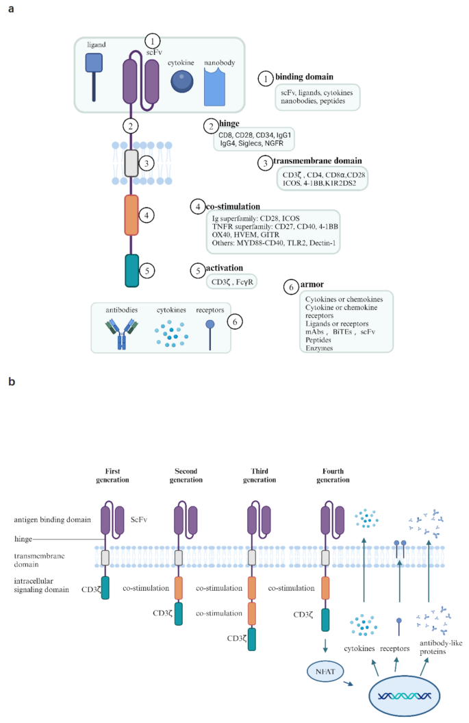 CAR结构及演化示意图