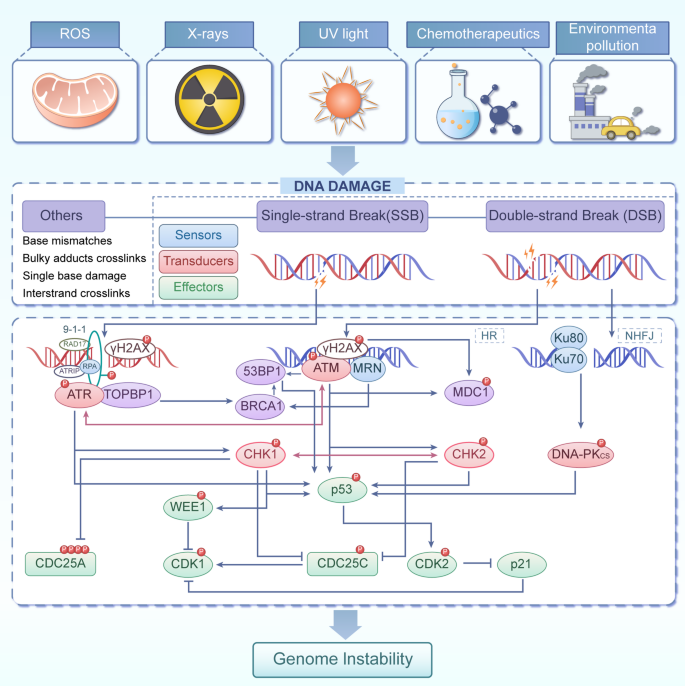 DNA损伤监视系统激活示意图