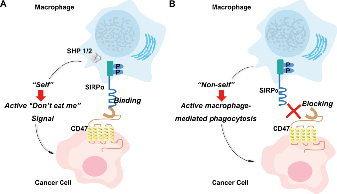 CD47/SIRPα轴调控巨噬细胞吞噬的机制