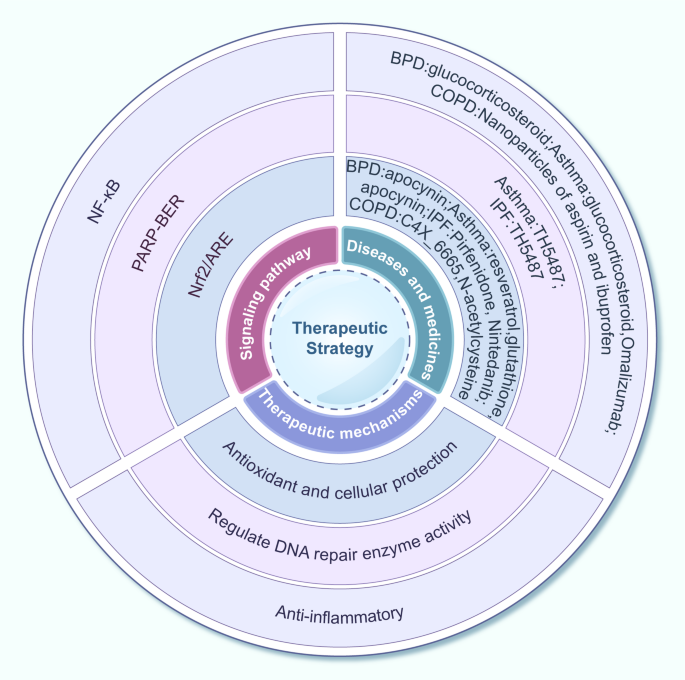 跨生命周期呼吸疾病DDR靶向治疗策略示意图
