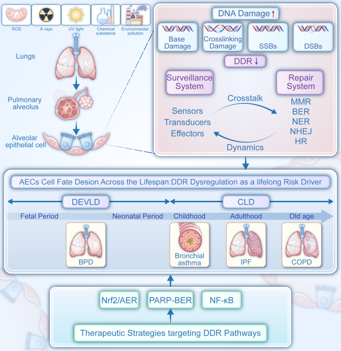 DDR失调在呼吸疾病中的跨生命周期机制及靶向治疗示意图