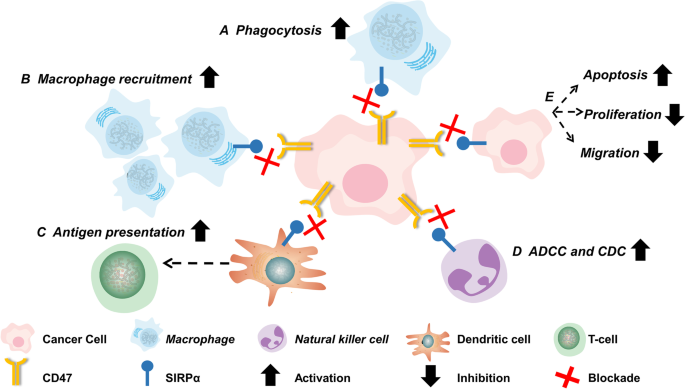 CD47/SIRPα轴阻断的五种抗肿瘤机制