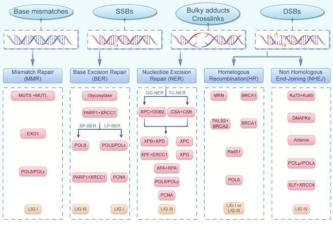 DNA损伤修复系统通路示意图