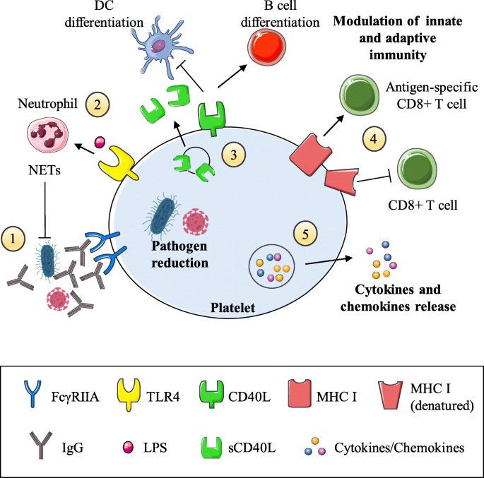 血小板生物标志物在炎症反应中的作用-文献解析