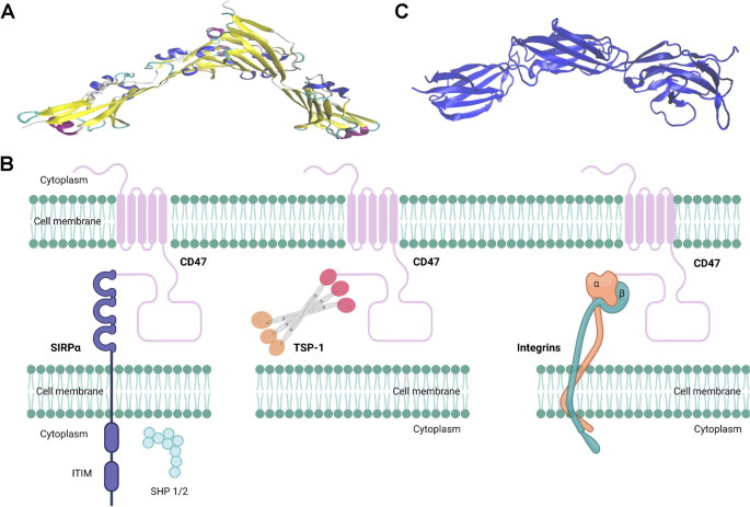 CD47、SIRPα的结构及相互作用