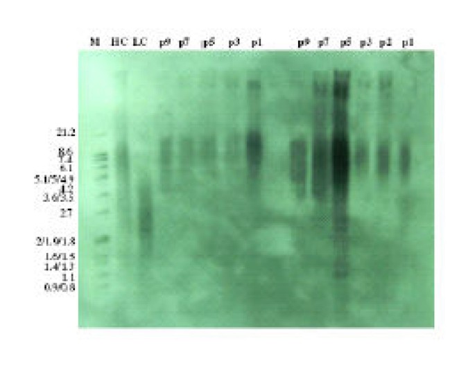 两个骨髓来源间充质干细胞在多次传代后的端粒长度Southern印迹分析