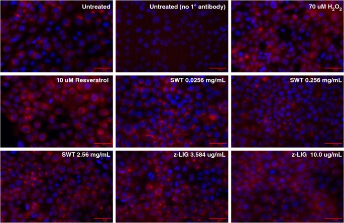 SWT对Nrf2核转位的影响