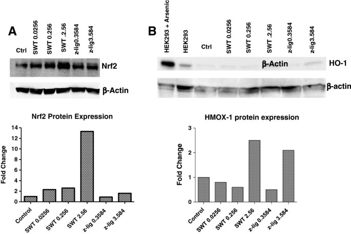 SWT对Nrf2及HMOX1蛋白表达的影响