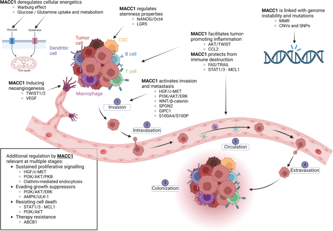 MACC1影响肿瘤转移级联的多个步骤