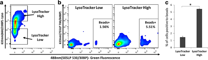 图6 分选细胞的吞噬功能验证