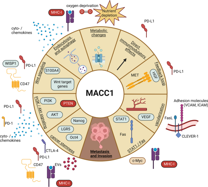 MACC1介导免疫逃逸的直接与间接效应