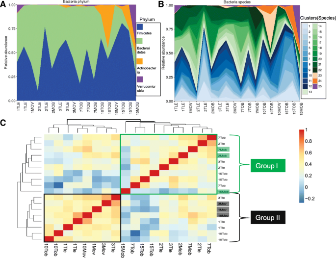 肥胖样本中微生物门水平及物种水平丰度估计,以及样本聚类分析