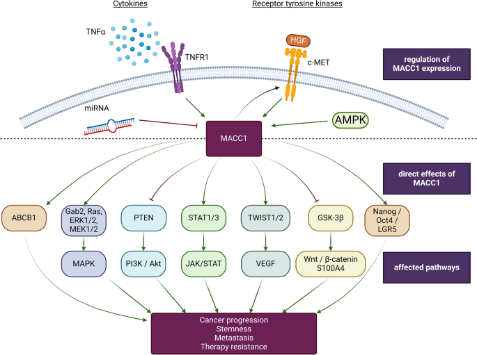 MACC1的表达调控及信号通路影响