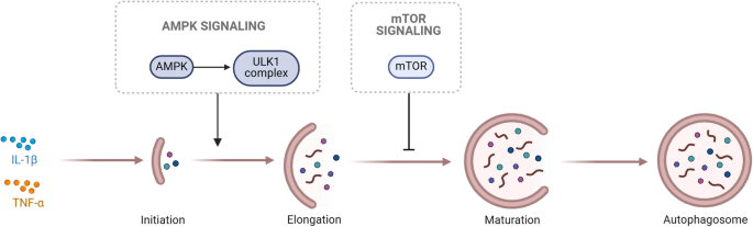 骨关节炎中自噬调控过程
