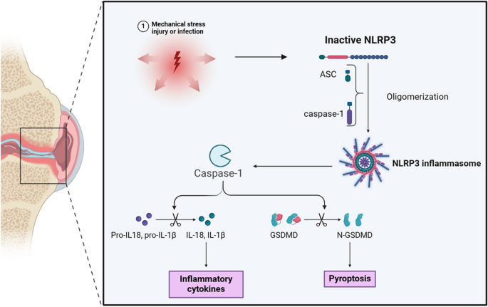 骨关节炎中焦亡发生过程