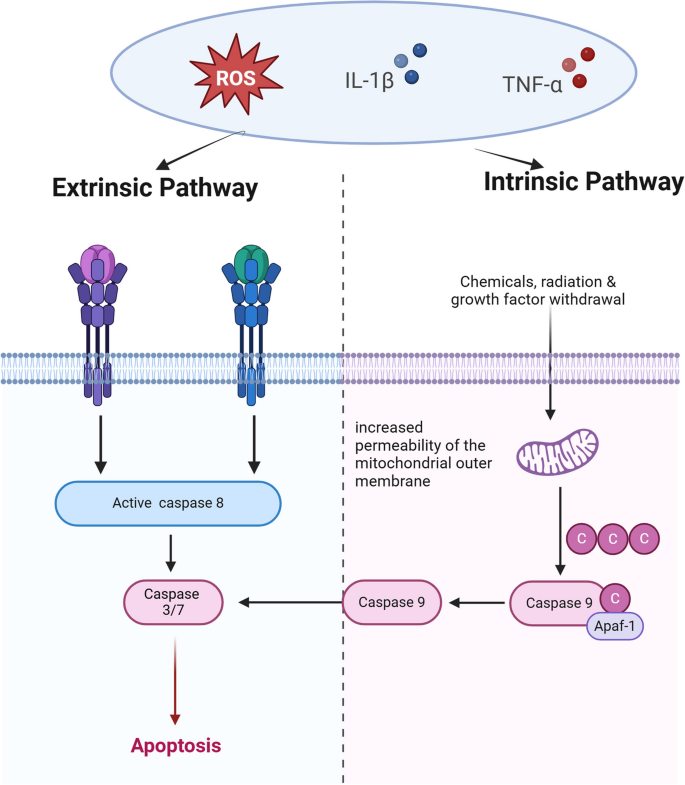 骨关节炎中软骨细胞凋亡过程