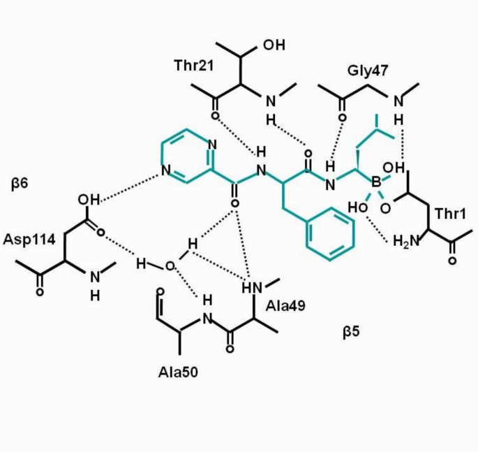 硼替佐米与PSMB5结合模型