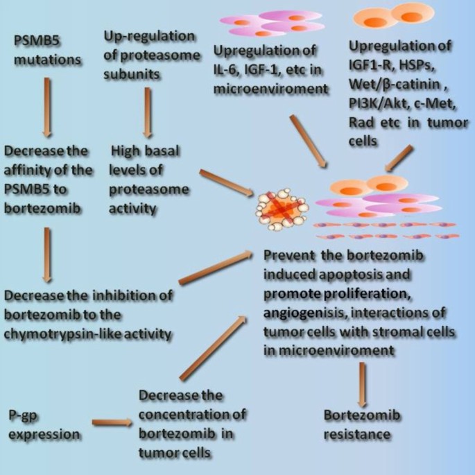 硼替佐米耐药机制总结