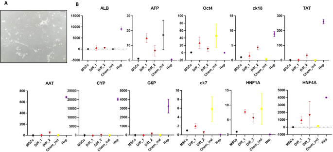 化学分化的细胞形态与基因表达